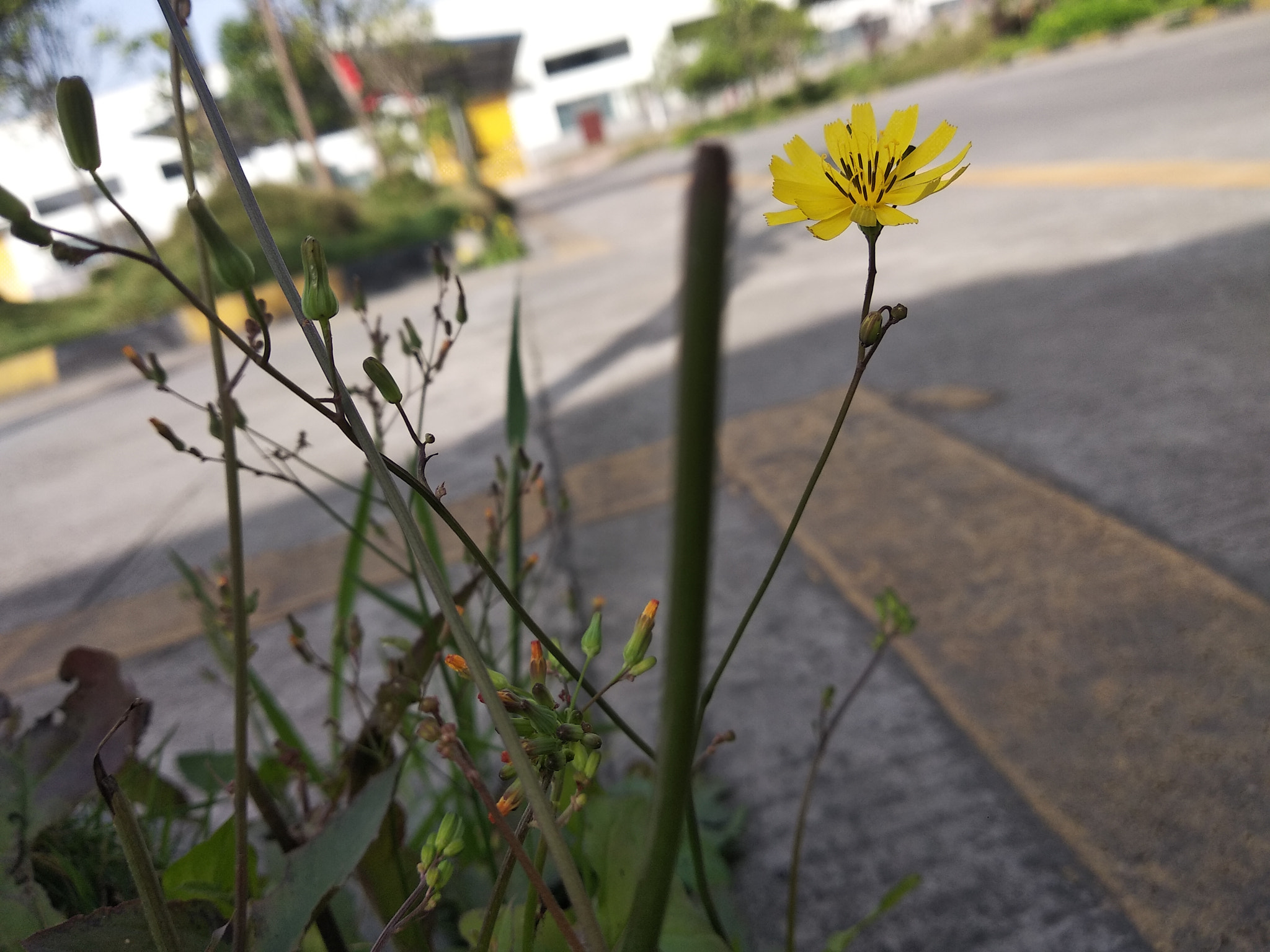 Xiaomi Redmi 5 Plus sample photo. Boring time2 photography
