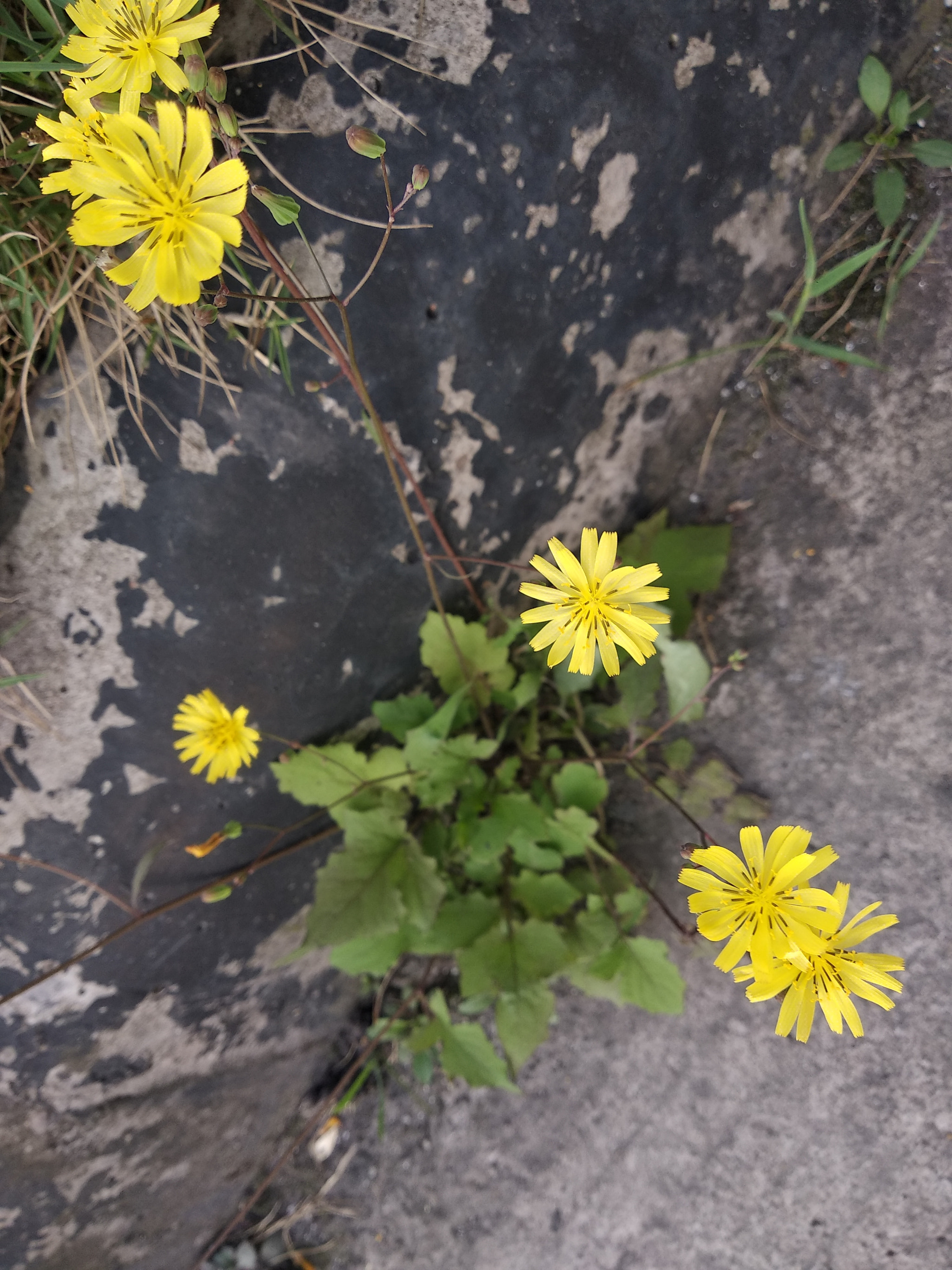 Xiaomi Redmi 5 Plus sample photo