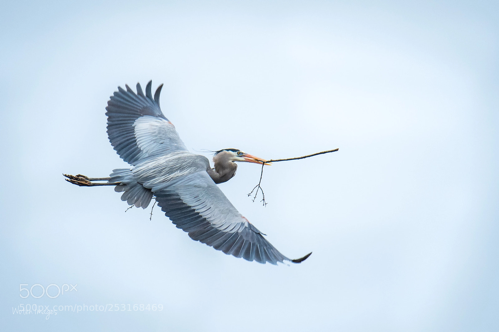 Nikon D500 sample photo. Blue heron nest building photography