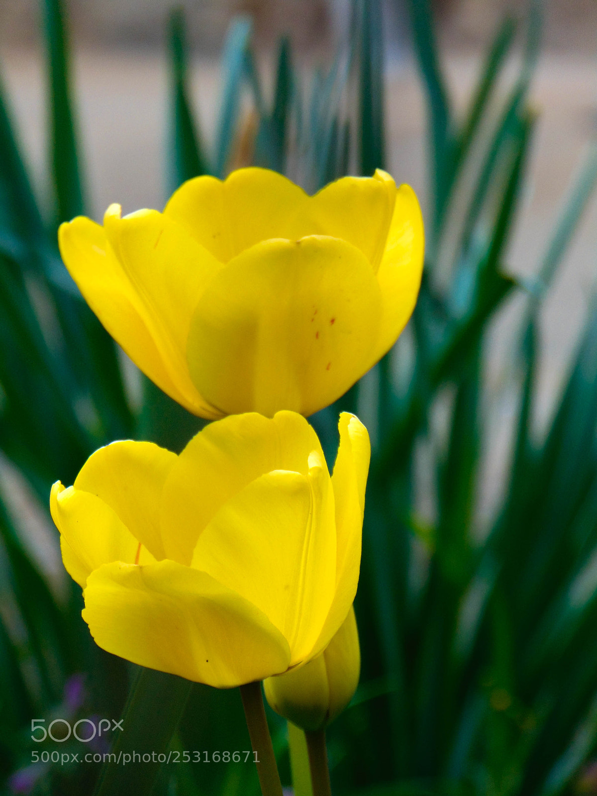 Sony Cyber-shot DSC-H300 sample photo. Two yellow tulips photography