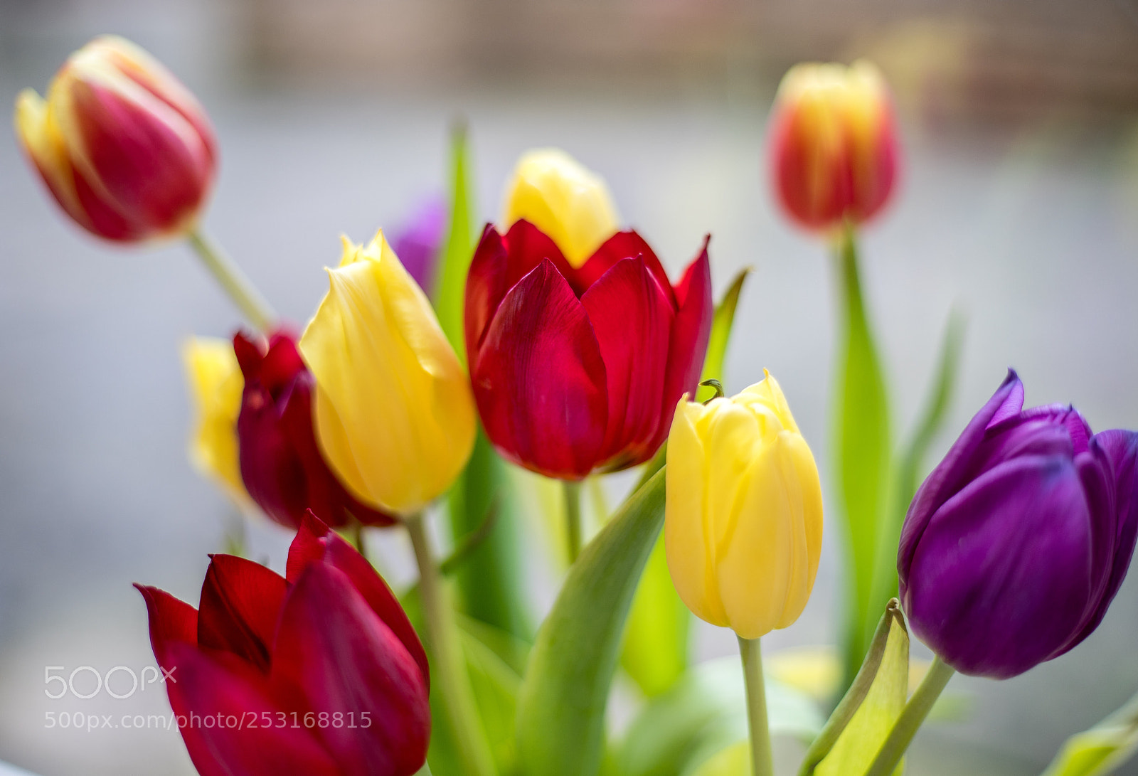 Canon EOS 6D Mark II sample photo. Tulipdays photography