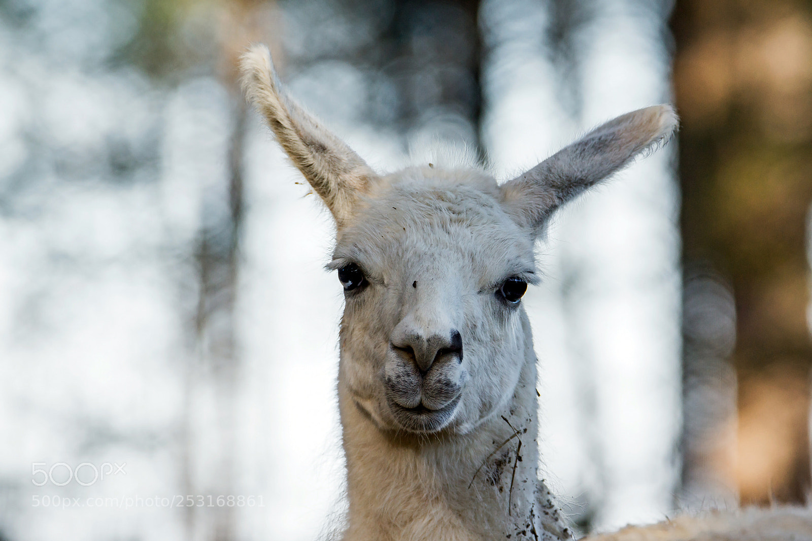 Sony SLT-A77 sample photo. Dal-lama photography
