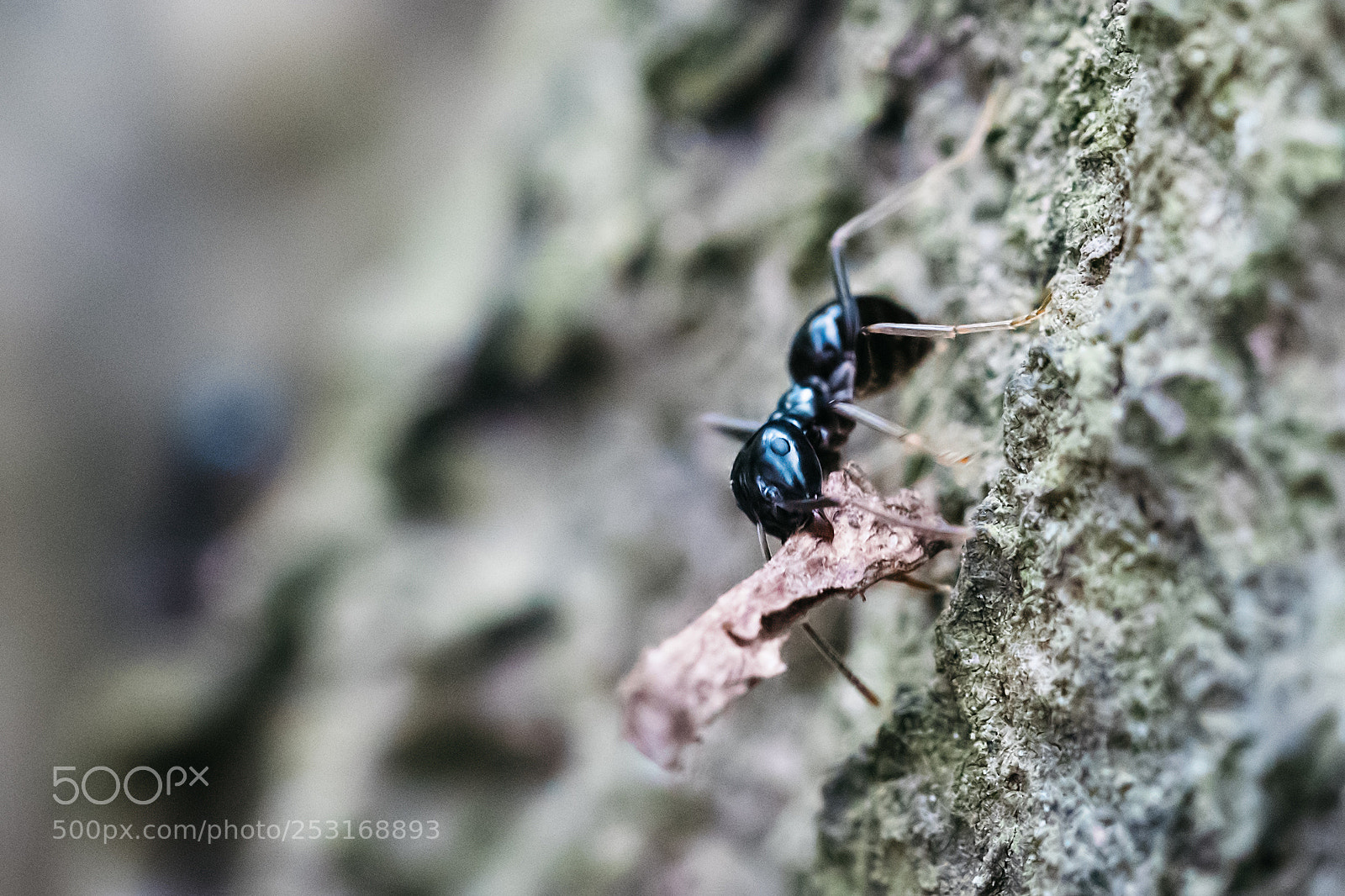 Nikon D500 sample photo. Tiny black ant carrying photography