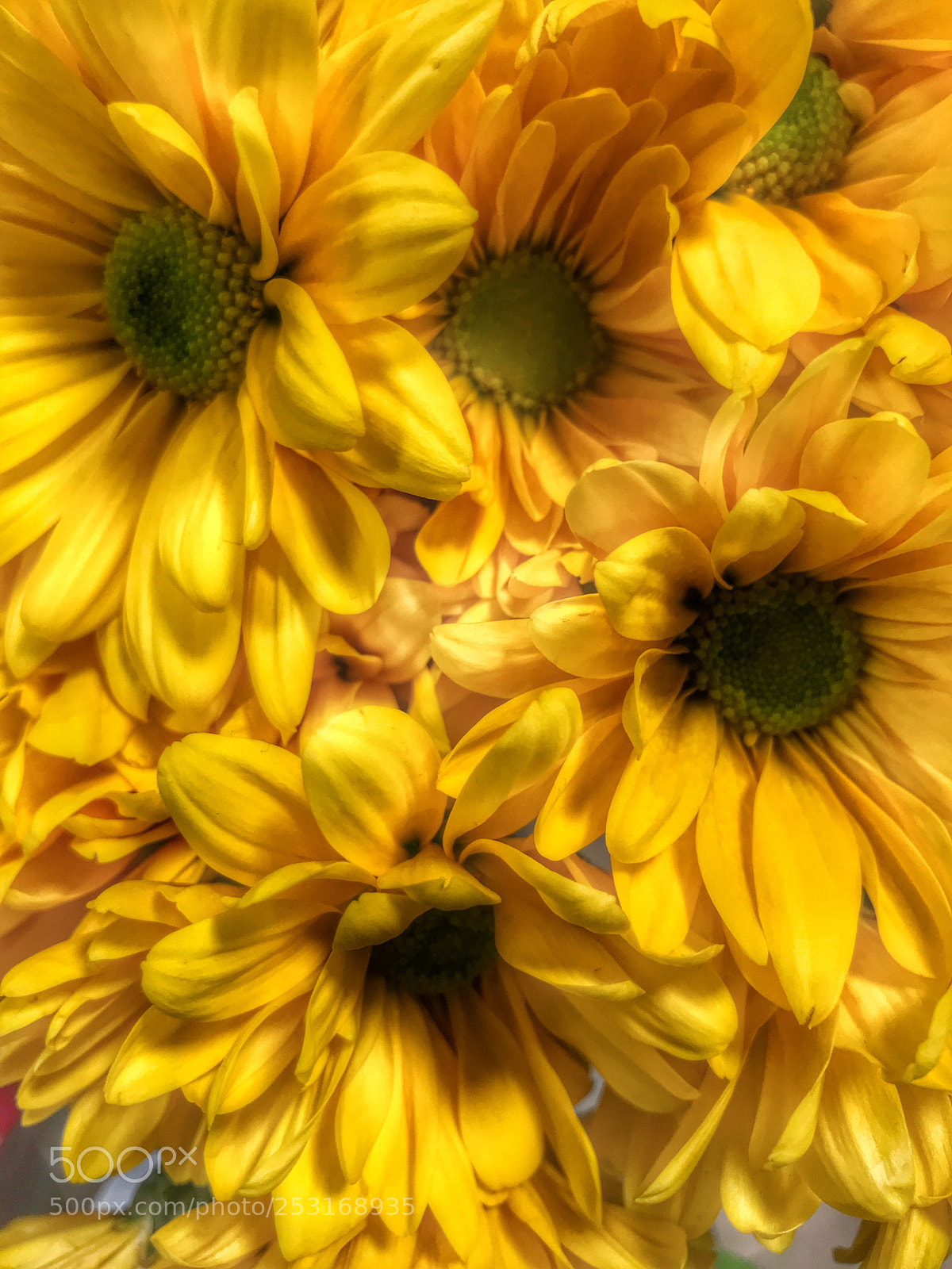 Apple iPhone 7 Plus sample photo. Yellow photography