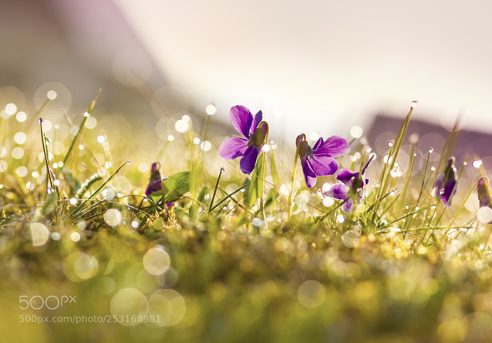 Canon EOS 60D sample photo. Violets with morning dew photography