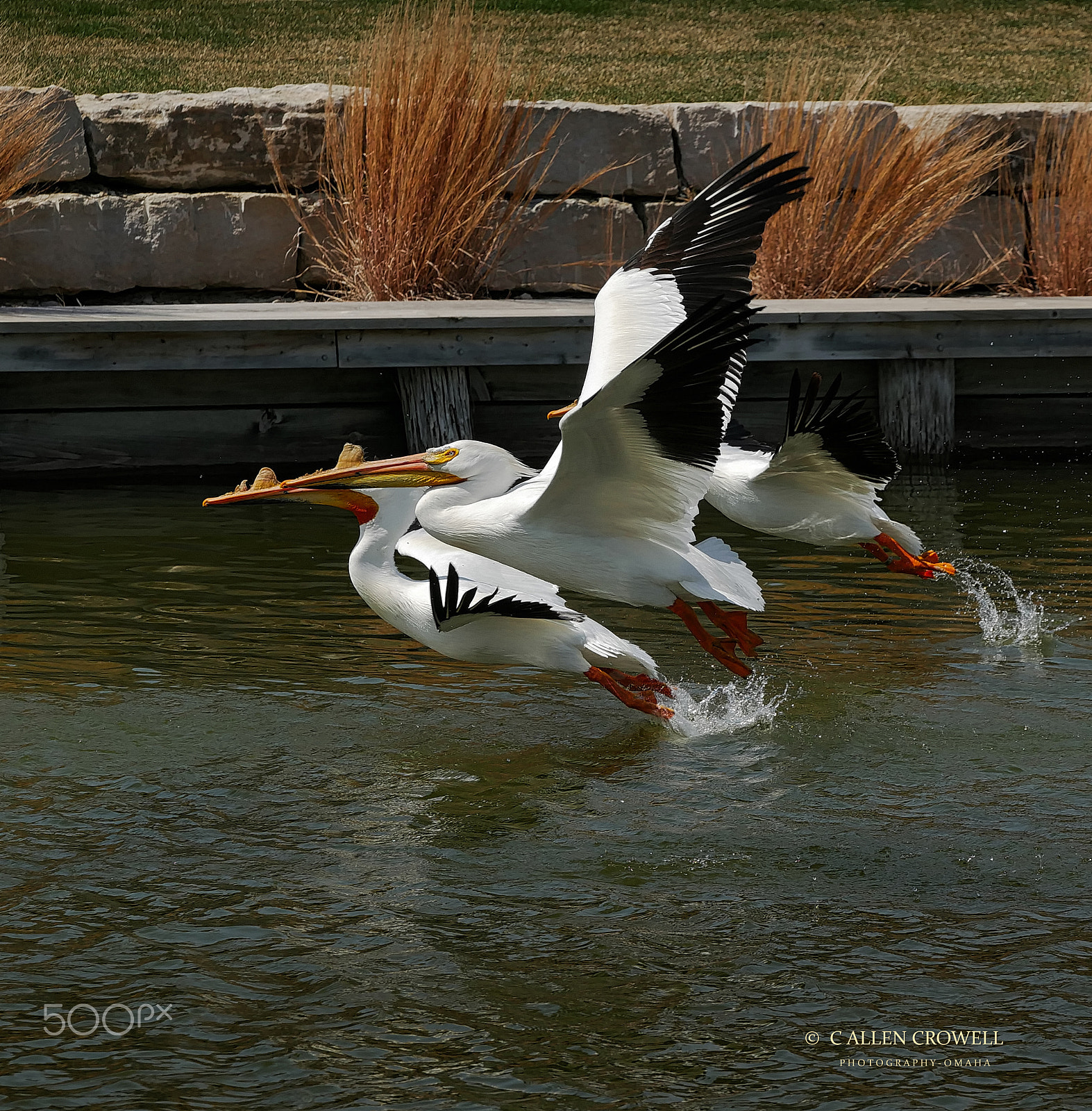 Panasonic Lumix DMC-GX85 (Lumix DMC-GX80 / Lumix DMC-GX7 Mark II) sample photo. Pelicans getting airborne photography