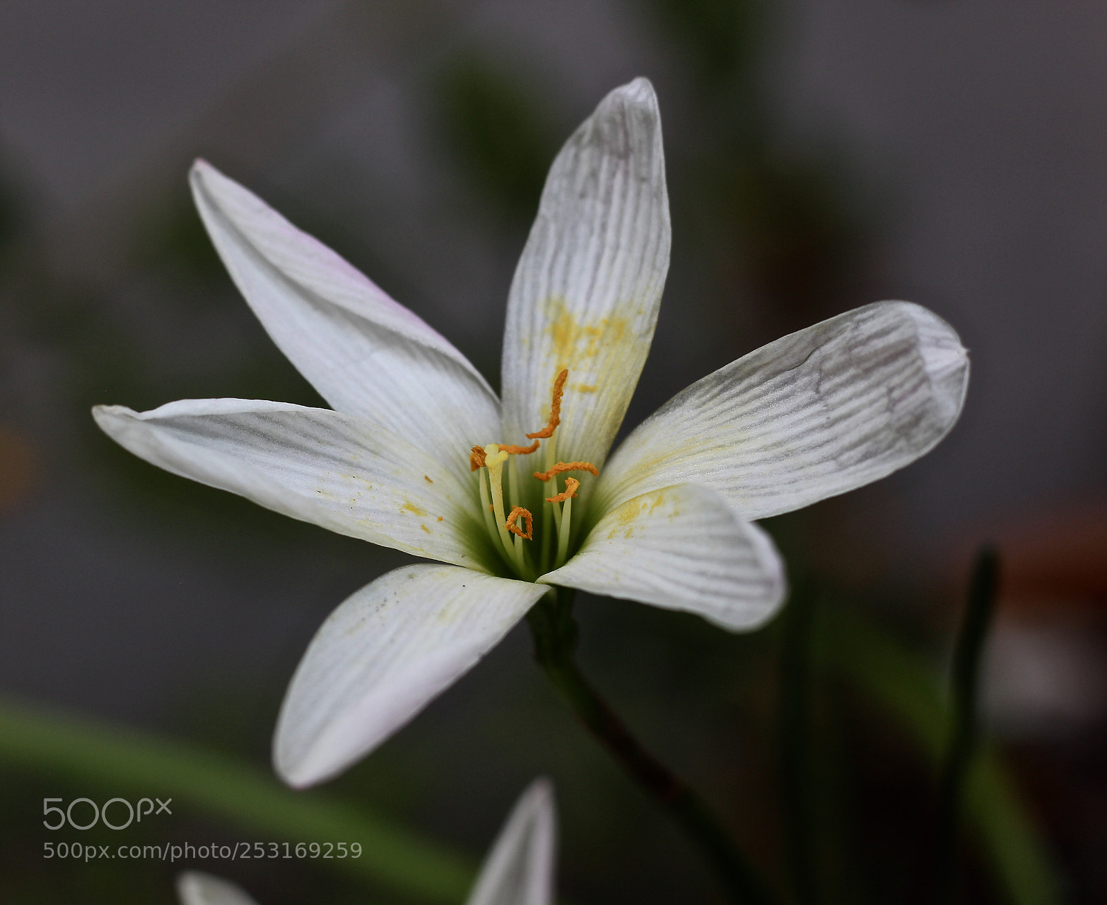 Canon EOS 700D (EOS Rebel T5i / EOS Kiss X7i) sample photo. Bruised petals  photography