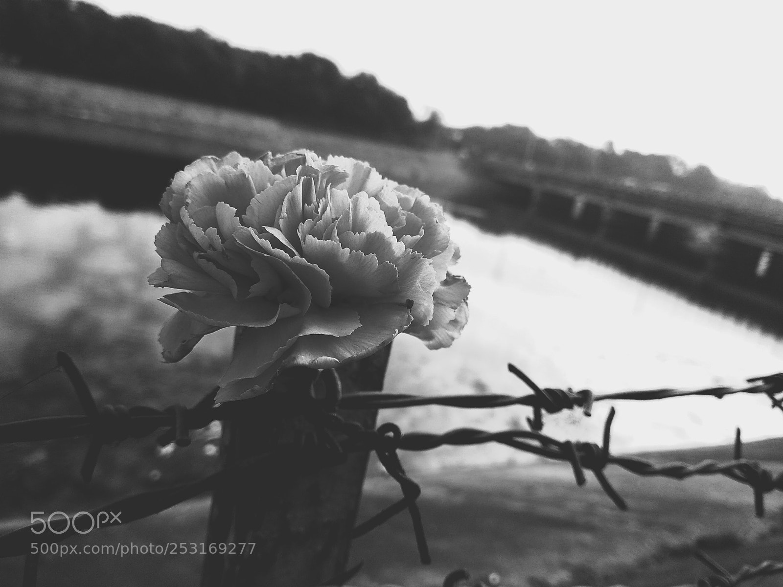 Xiaomi Redmi Note 4 sample photo. Untitled photography
