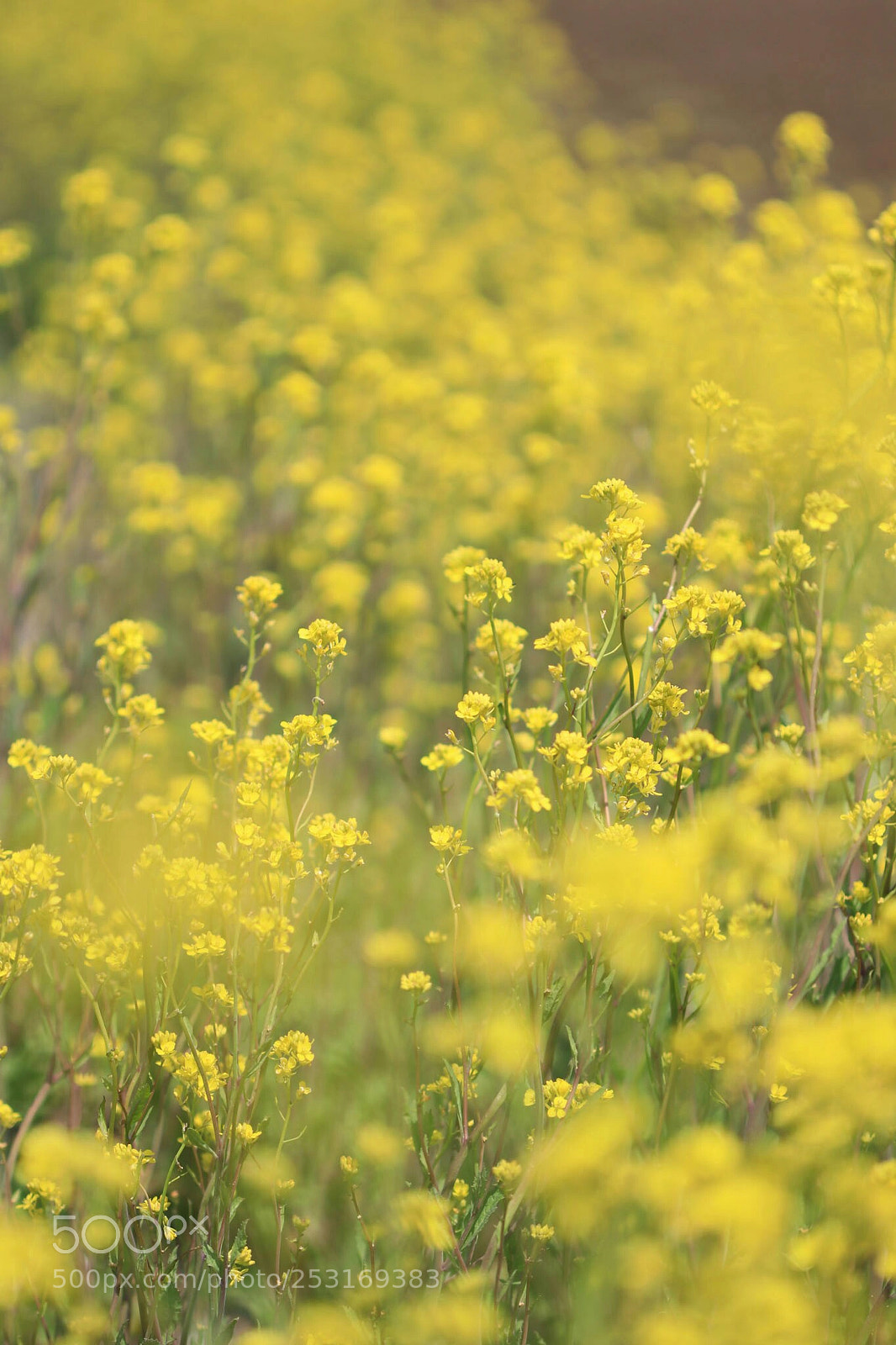 Canon EOS 80D sample photo. Rape blossoms photography