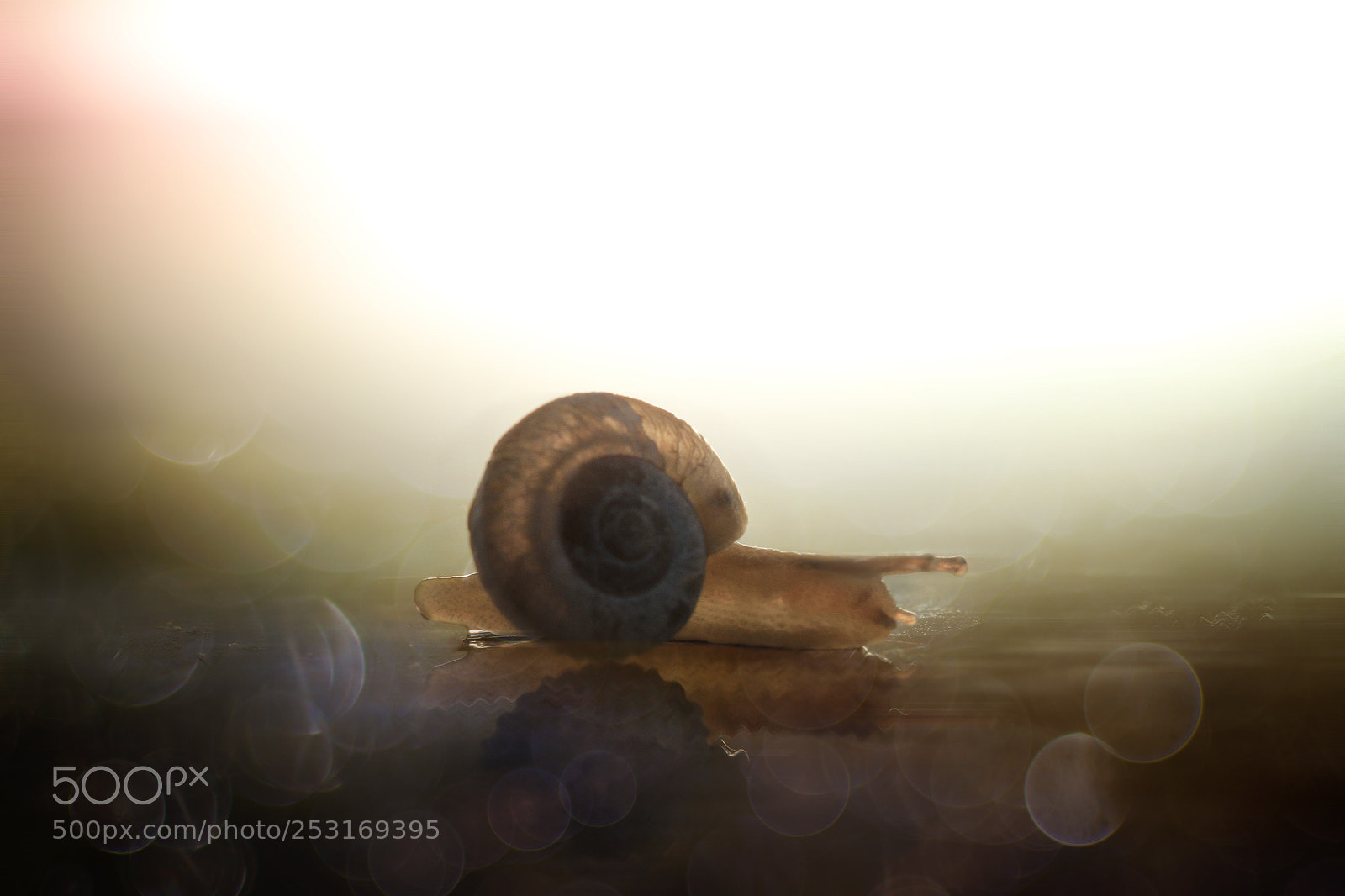 Canon EOS 7D sample photo. Snail photography