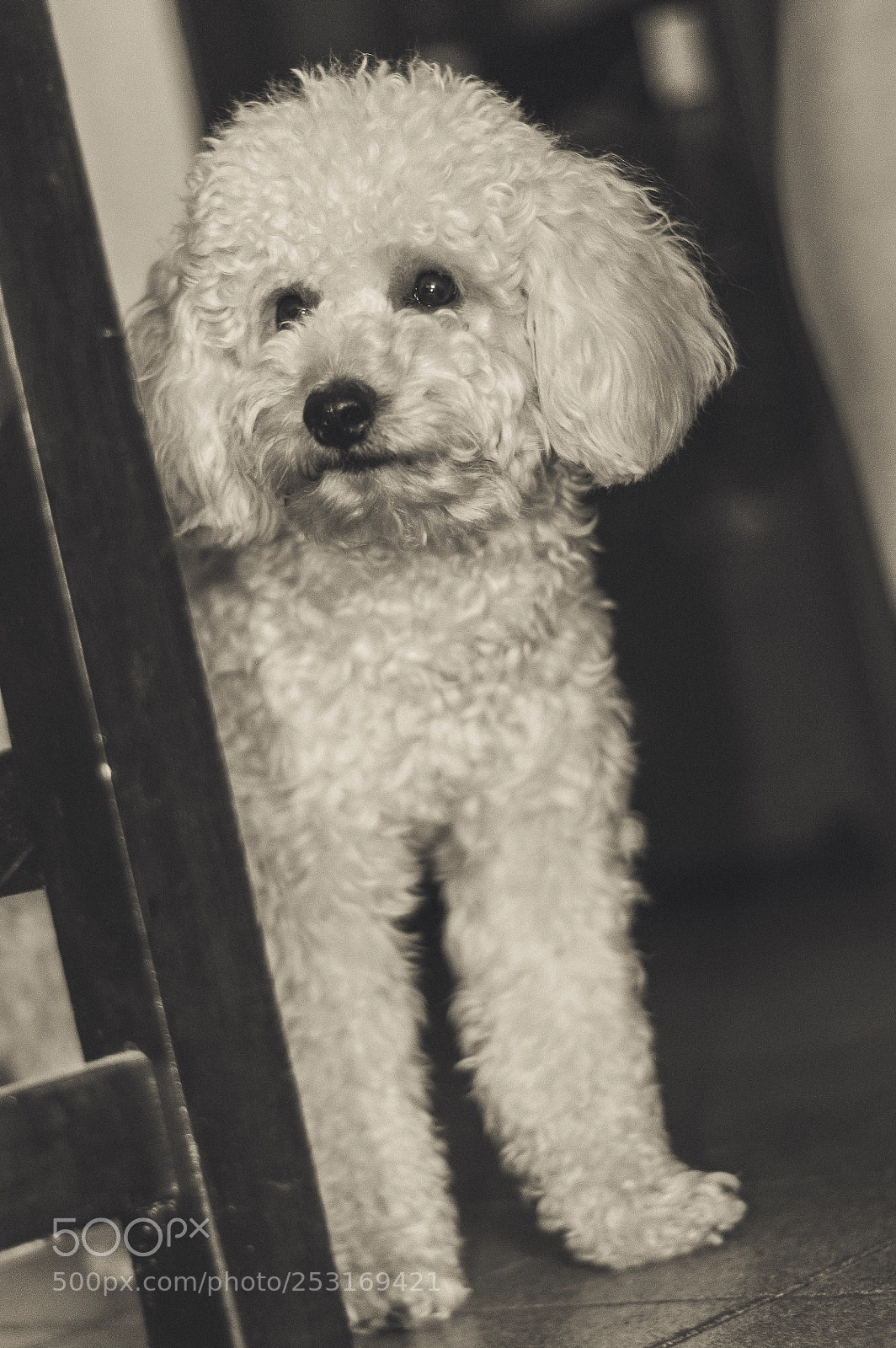 Nikon D3200 sample photo. El curioso! photography