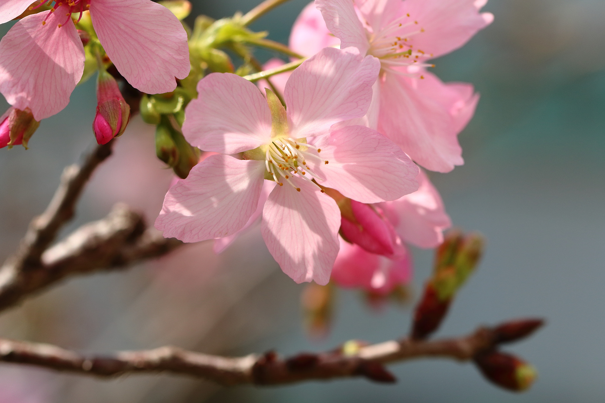Canon EF 100mm F2.8L Macro IS USM sample photo. Img_4223m sakura photography