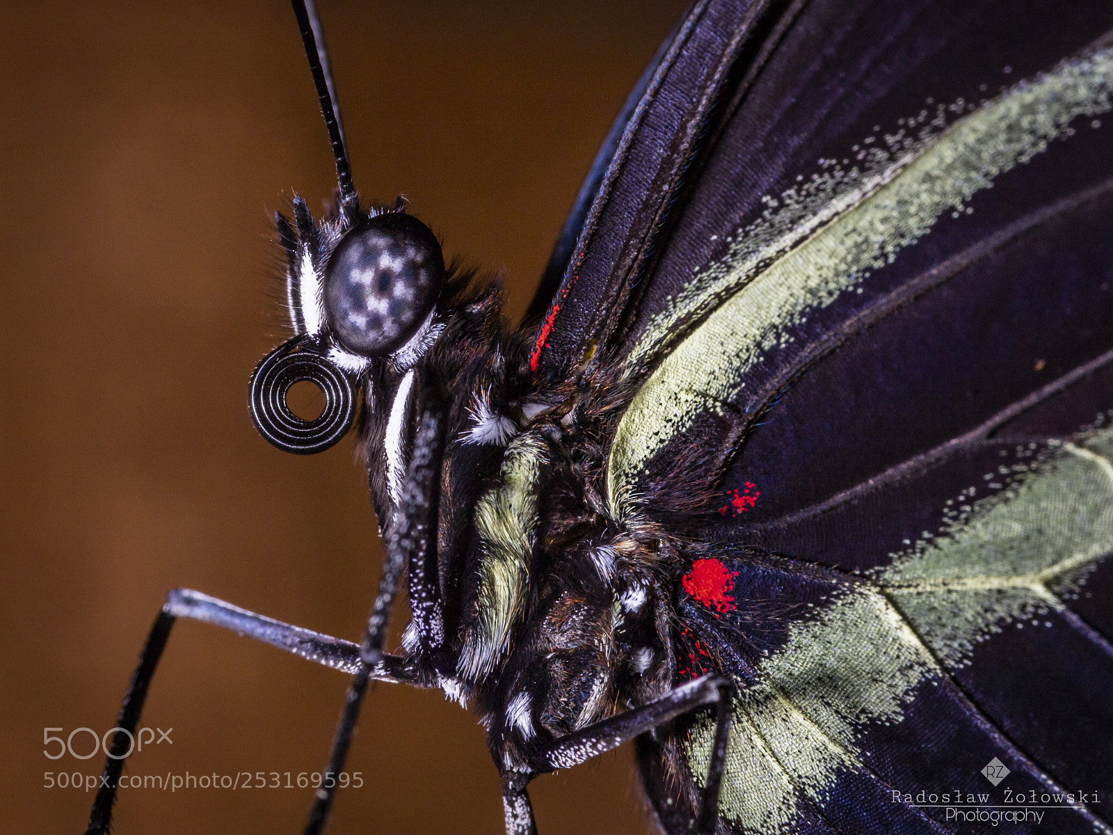 Canon EOS 6D Mark II sample photo. Butterfly photography