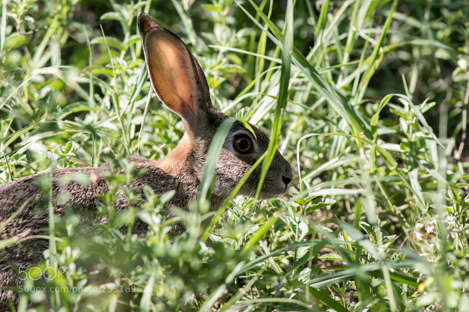 Canon EOS 7D Mark II sample photo. March hare photography