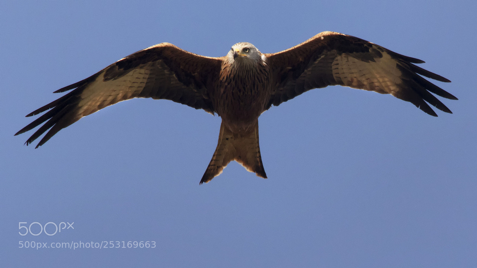 Canon EOS 7D Mark II sample photo. Red kite photography