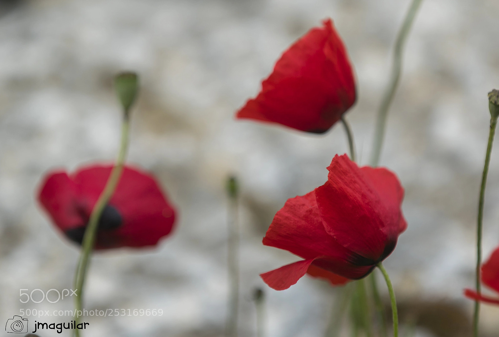 Canon EOS 7D Mark II sample photo. Amapolas photography