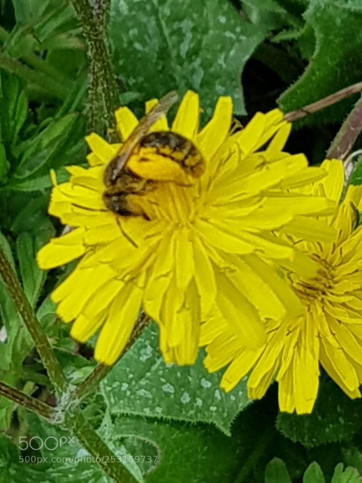 Samsung Galaxy S8 sample photo. Untitled photography