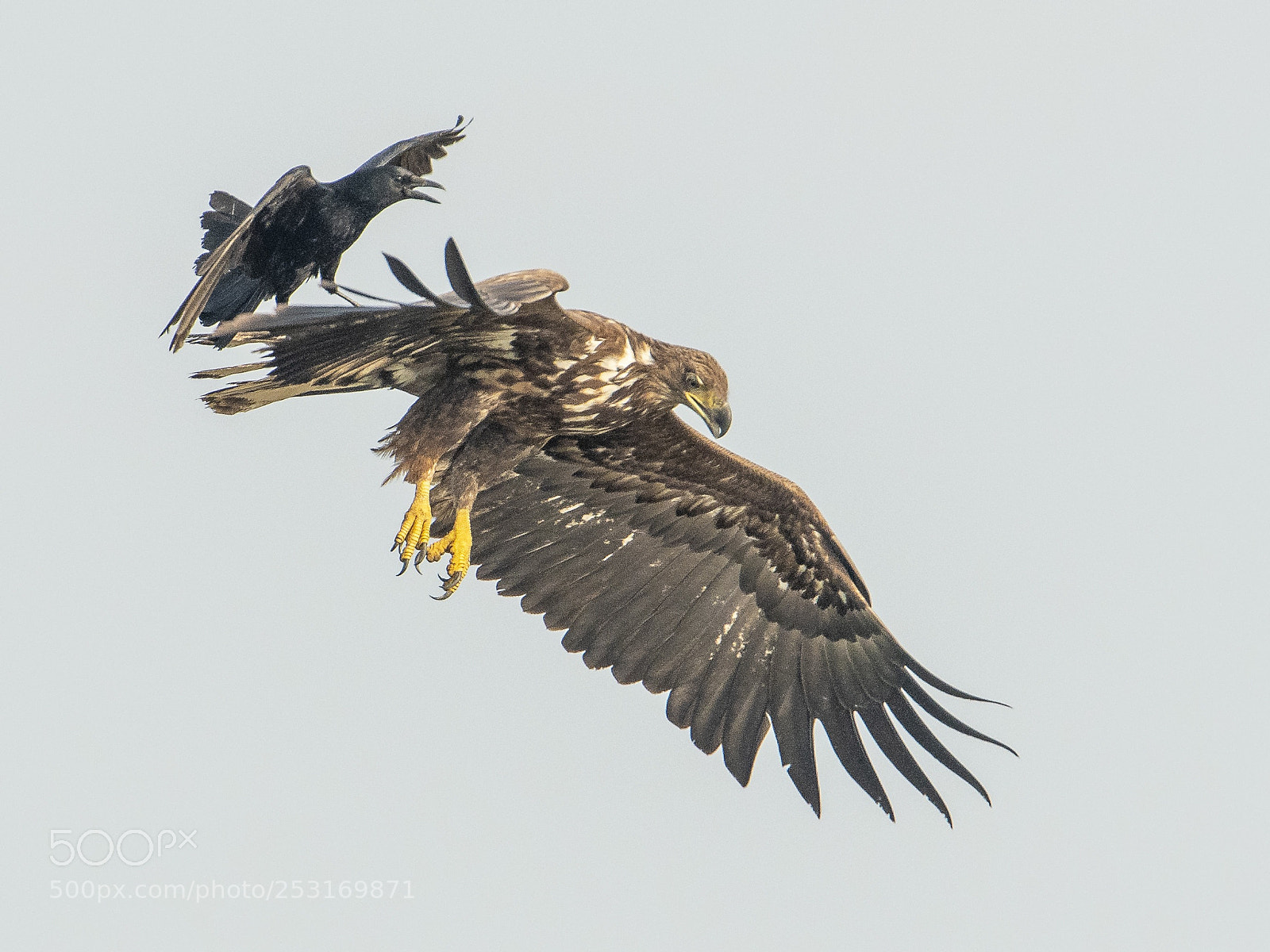 Nikon D500 sample photo. Crow attacks eagle photography