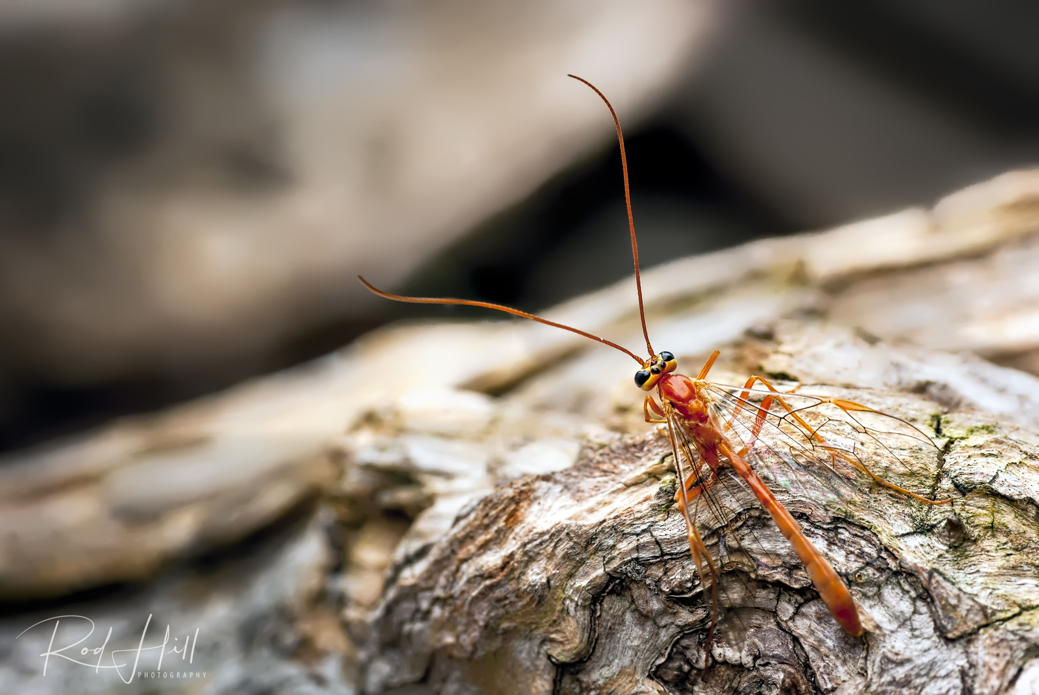 Samsung GX-10 sample photo. Ichneumon wasp_ophion luteus dorsal view photography