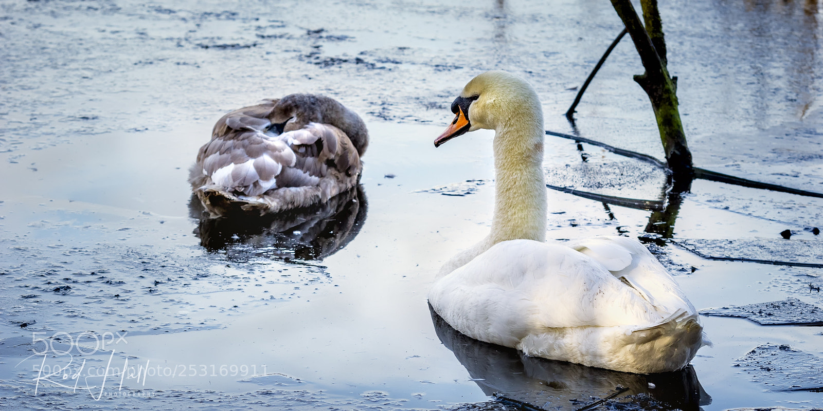Pentax K-3 sample photo. My paternal watcher cygnus photography