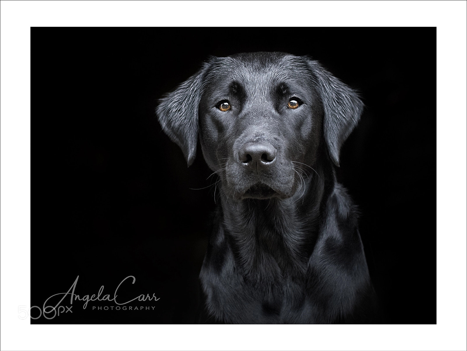 Nikon D810 sample photo. Black labrador photography
