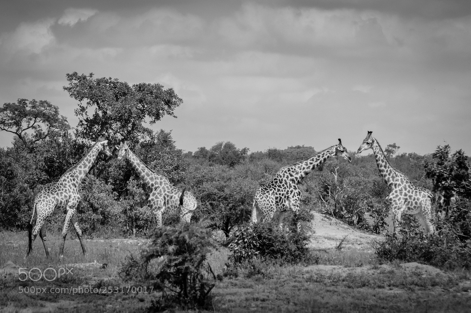 Canon EOS 60D sample photo. Giraffe poses photography
