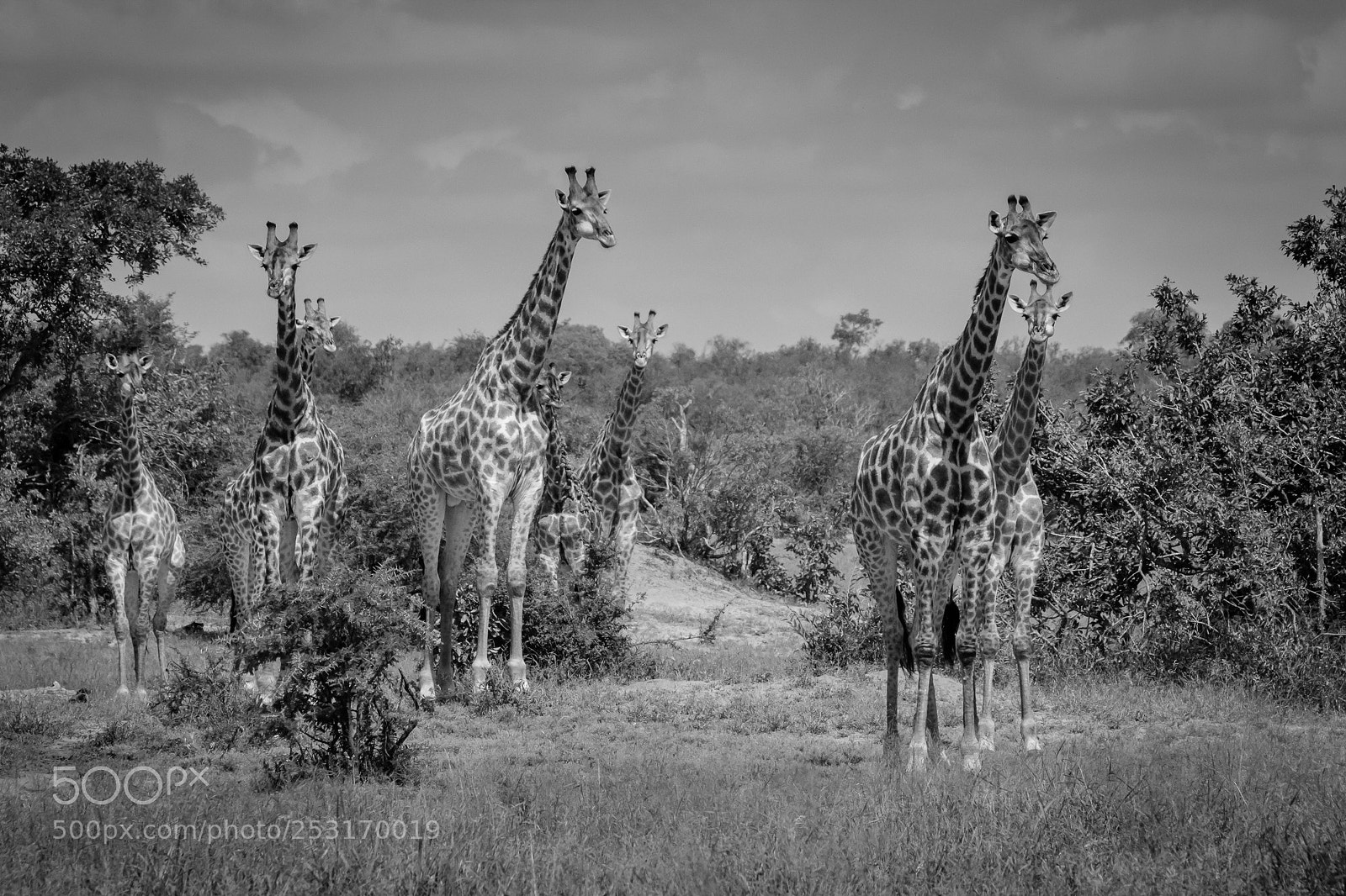 Canon EOS 60D sample photo. Giraffe curiosity photography