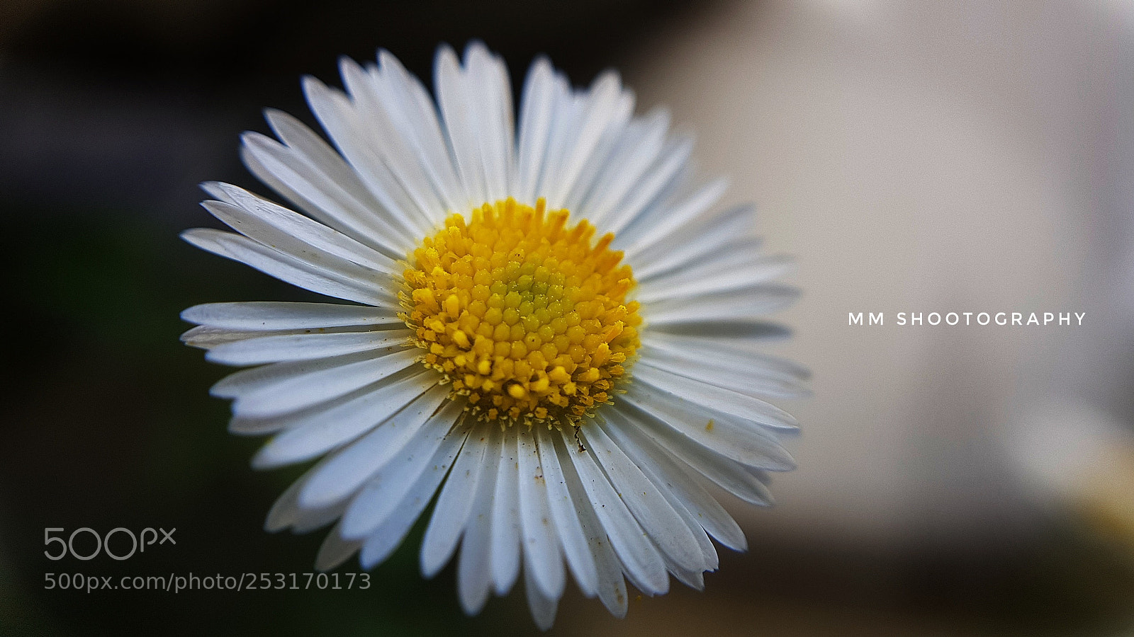 Samsung Galaxy S8+ sample photo. Macro clicks  in mobile photography