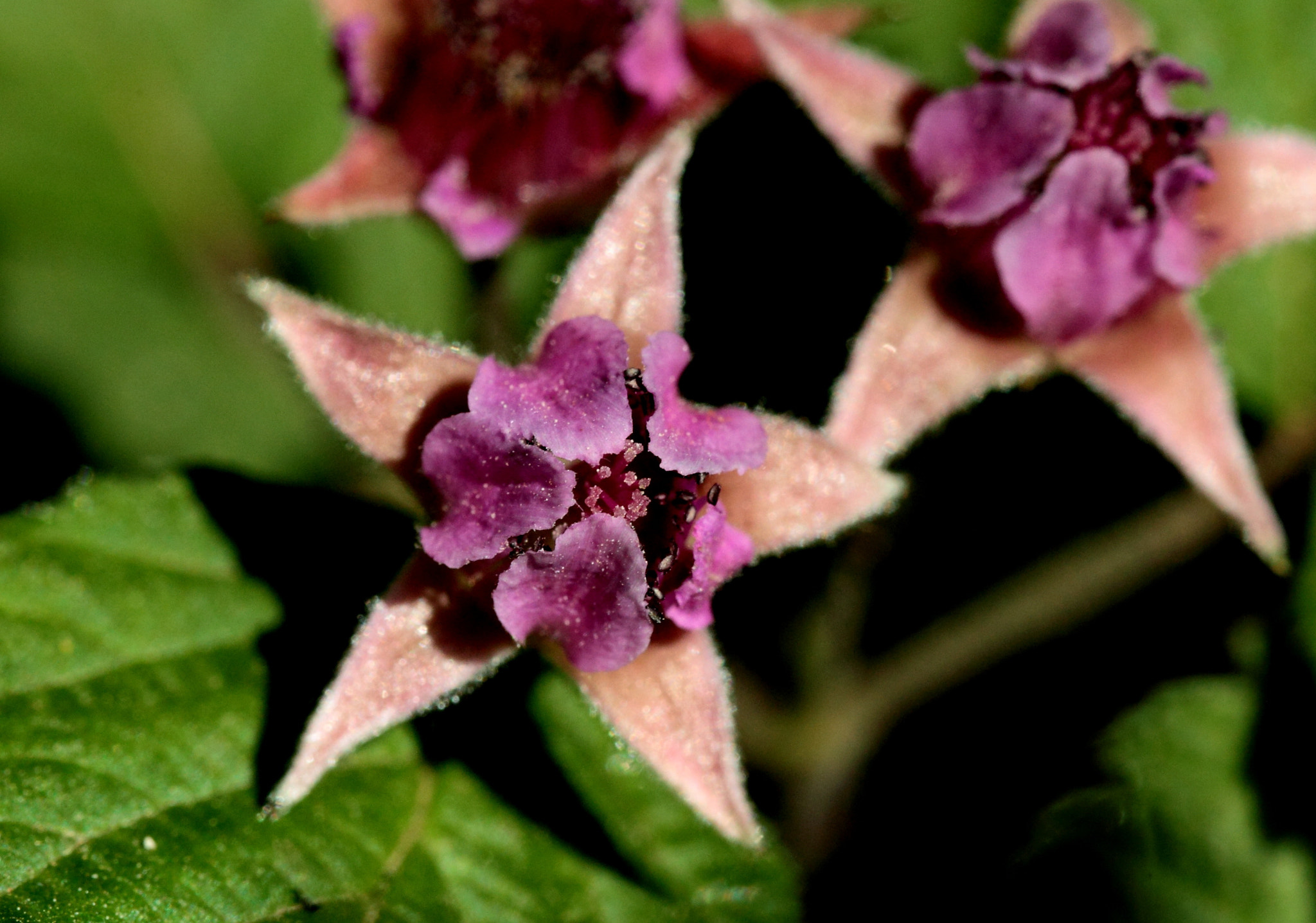 Canon 105mm sample photo