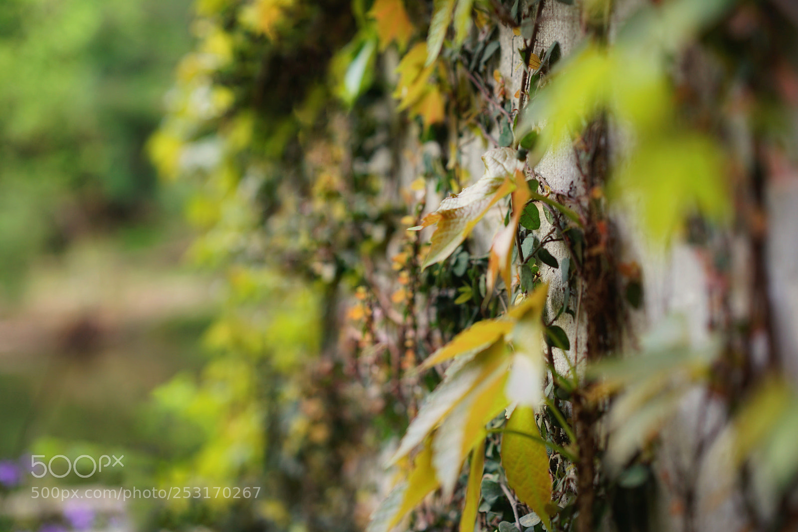 Sony a7 II sample photo. Leaf photography