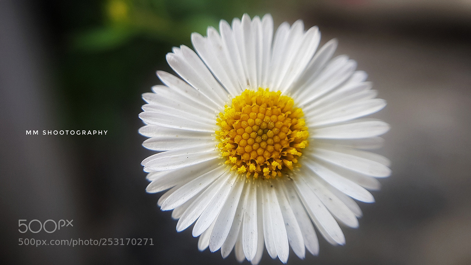 Samsung Galaxy S8+ sample photo. Yellow and white photography