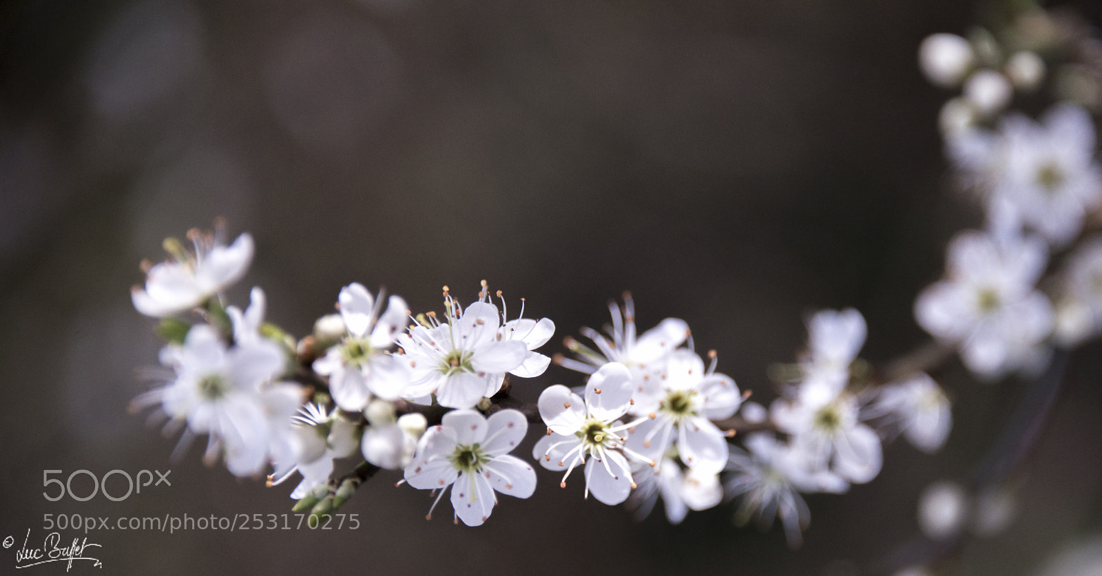 Nikon D800 sample photo. Spring blossom... finnaly... photography