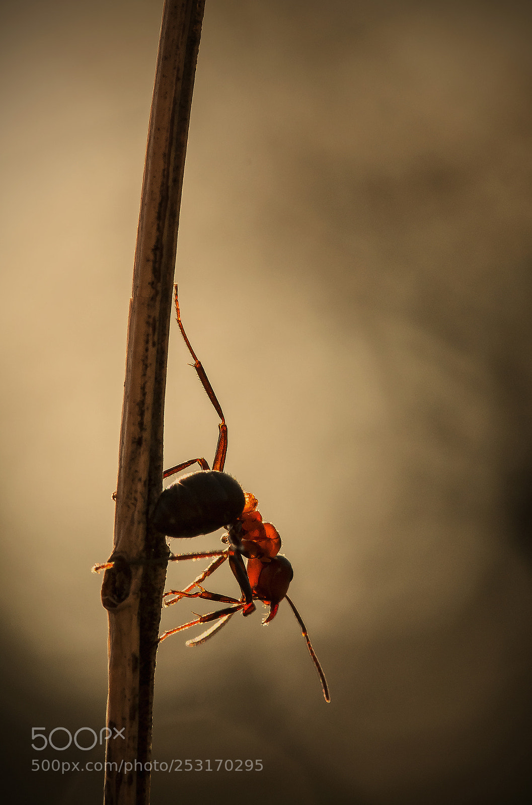 Canon EOS 70D sample photo. ... photography