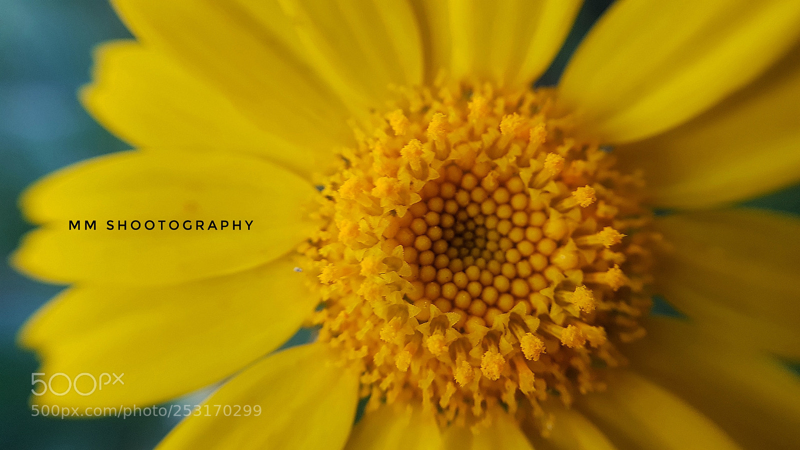 Samsung Galaxy S8+ sample photo. Yellow photography