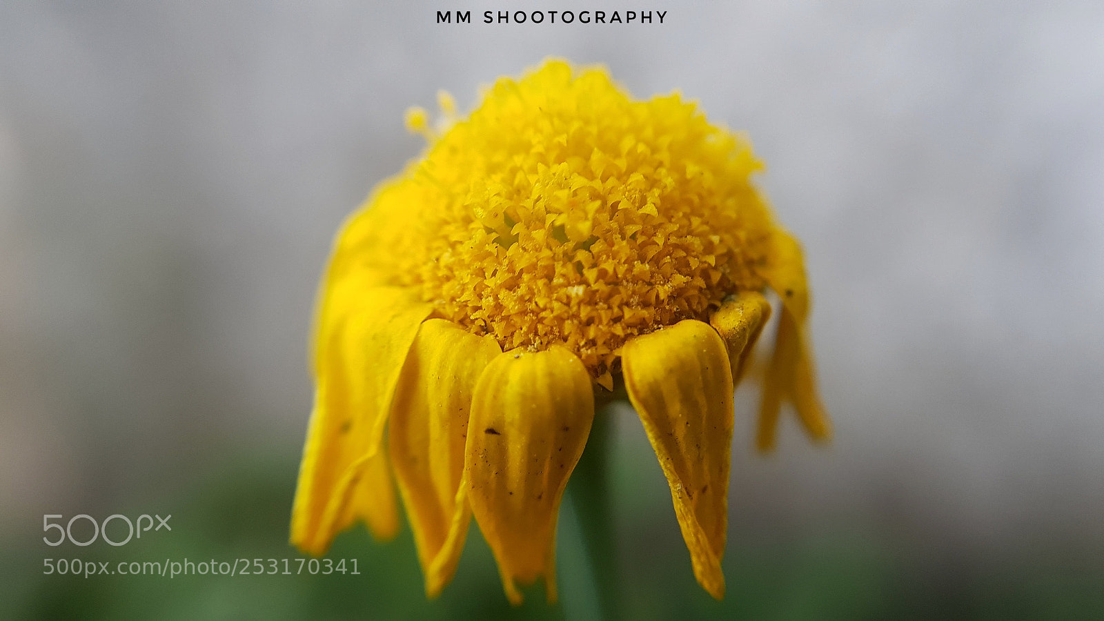 Samsung Galaxy S8+ sample photo. Yellow bud photography