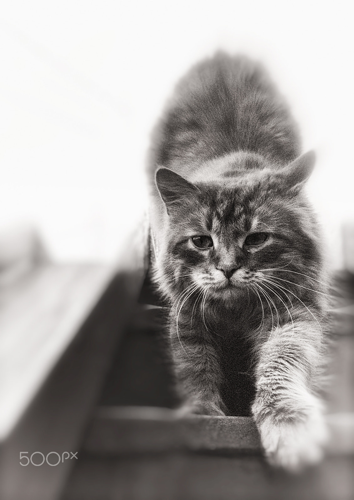 Nokia Lumia 1520 sample photo. Cat photography