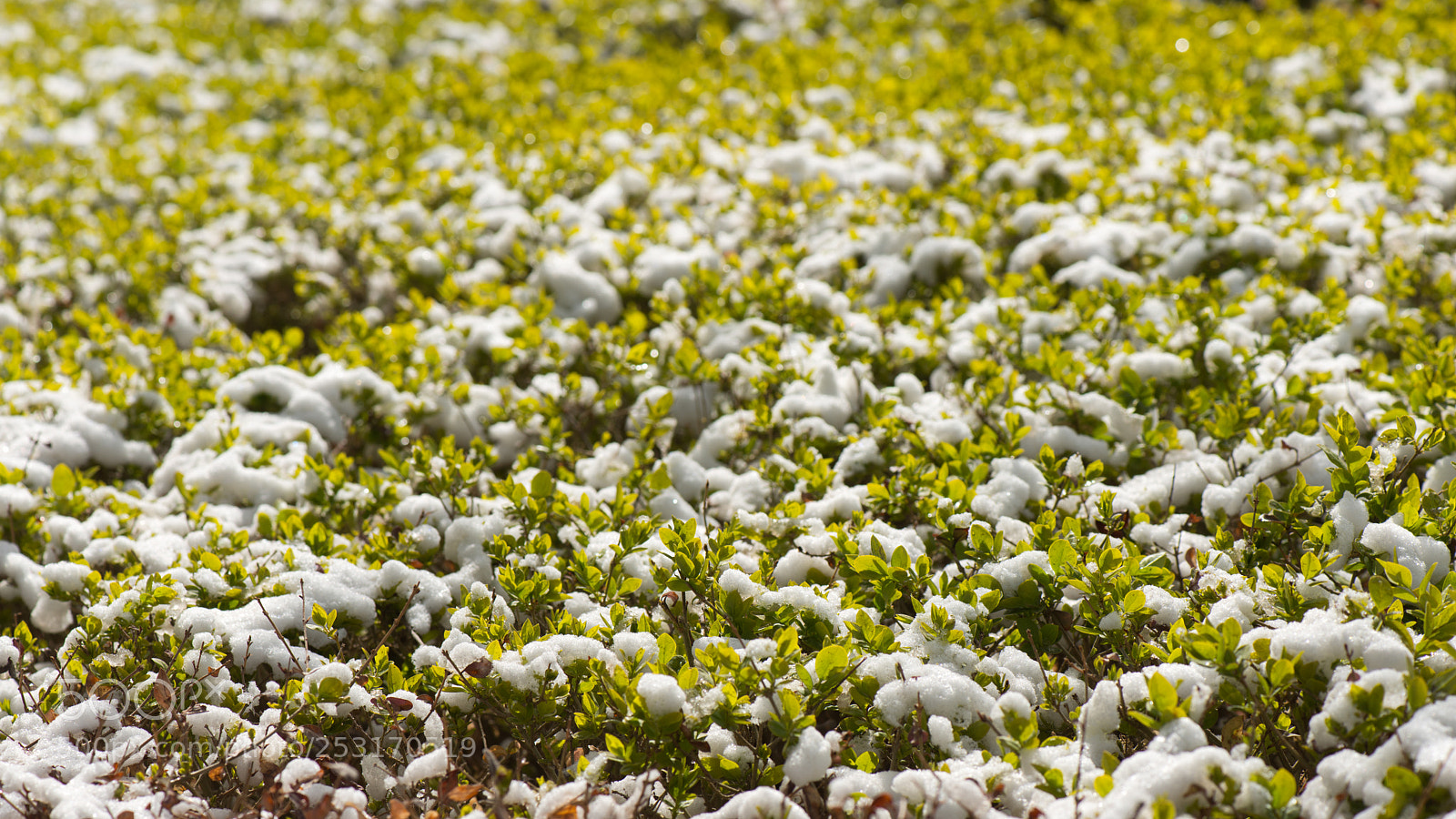 Nikon D800E sample photo. With the spring buds photography