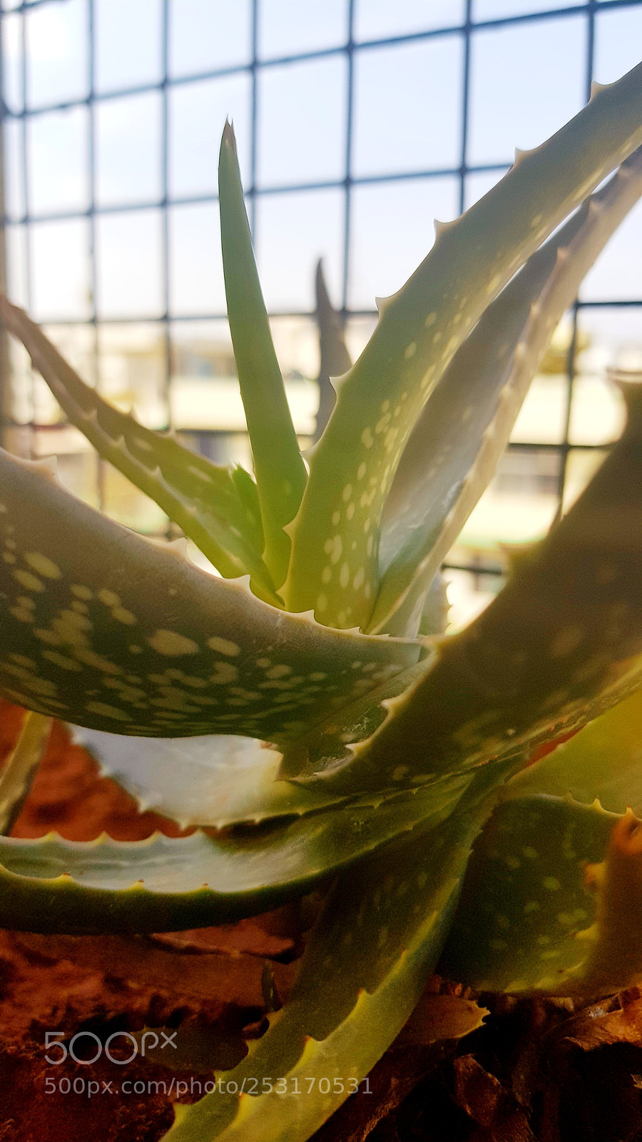 Samsung Galaxy S8 sample photo. Untitled photography