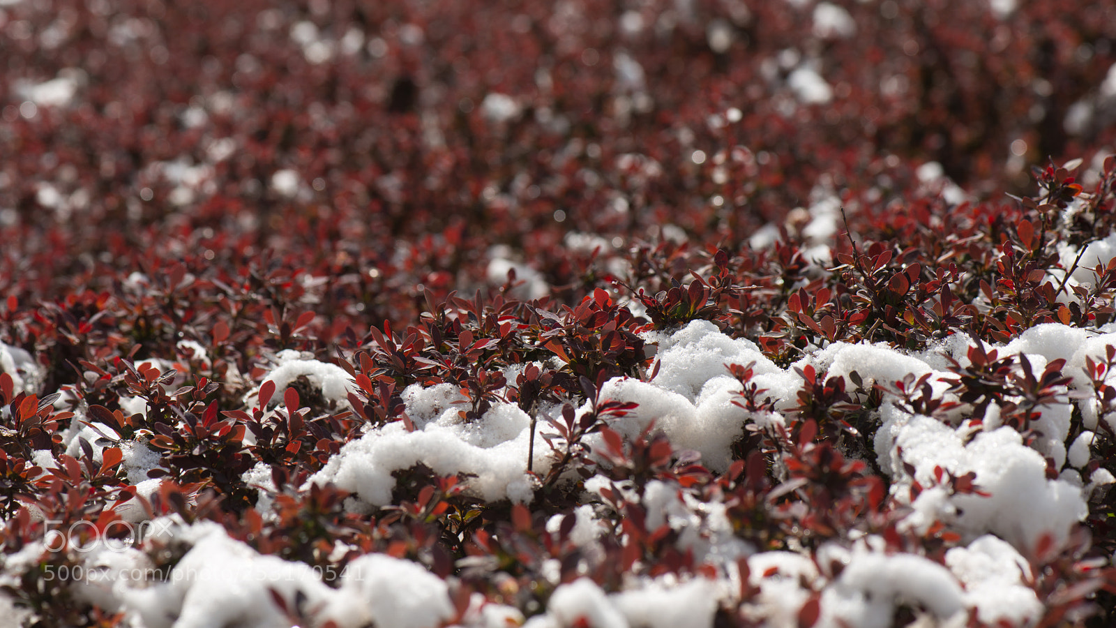 Nikon D800E sample photo. With the spring buds photography