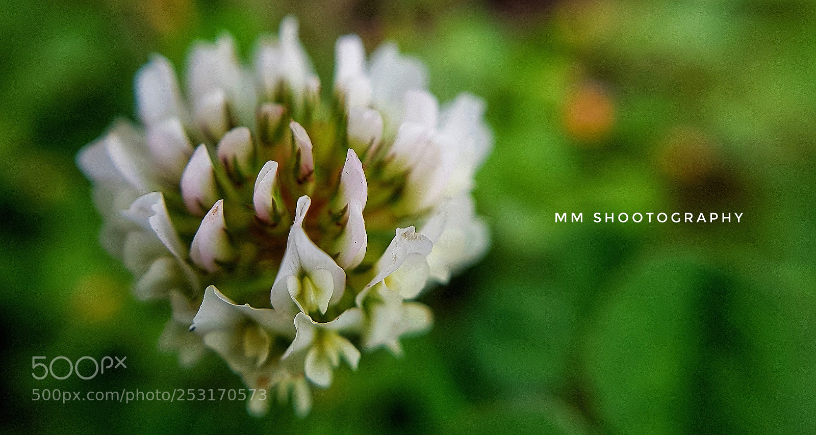 Samsung Galaxy S8+ sample photo. Macro click white green photography