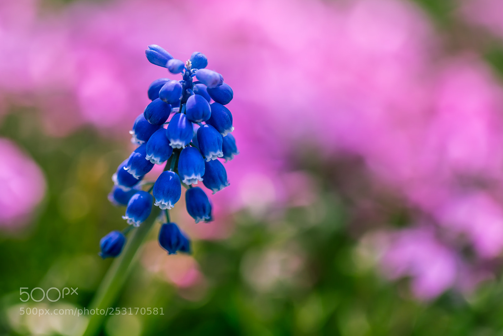Canon EOS 5D Mark IV sample photo. Blue & pink photography