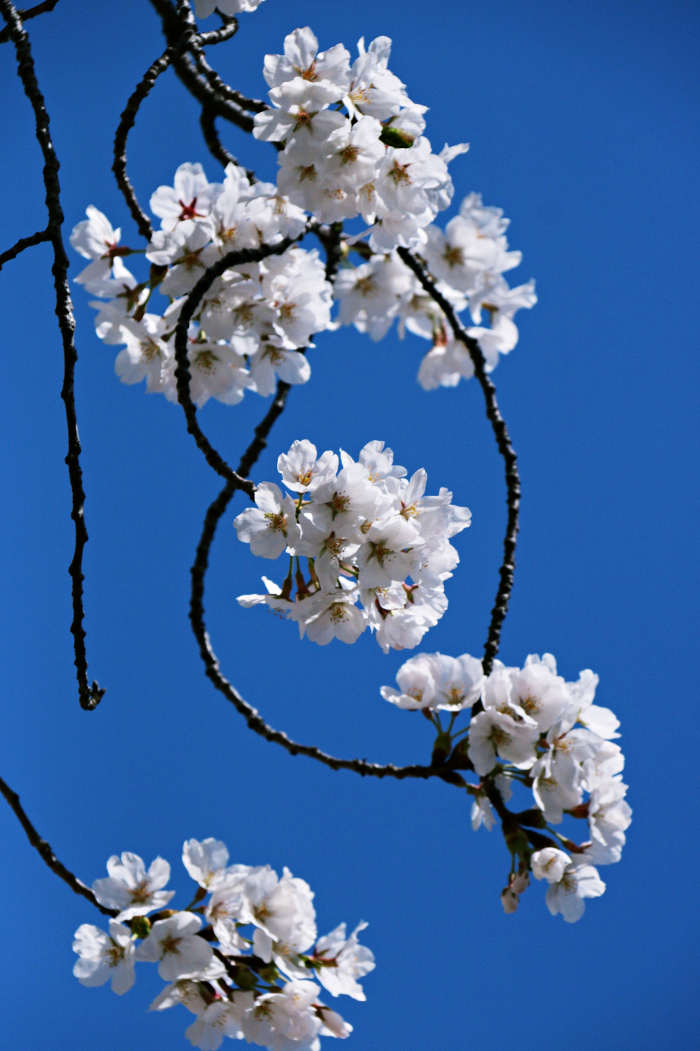 Canon EF-S 18-200mm F3.5-5.6 IS sample photo. Img photography