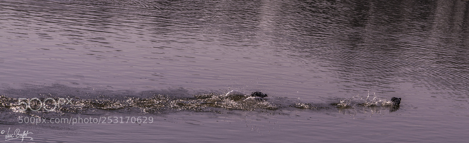 Nikon D800 sample photo. Freeze! photography