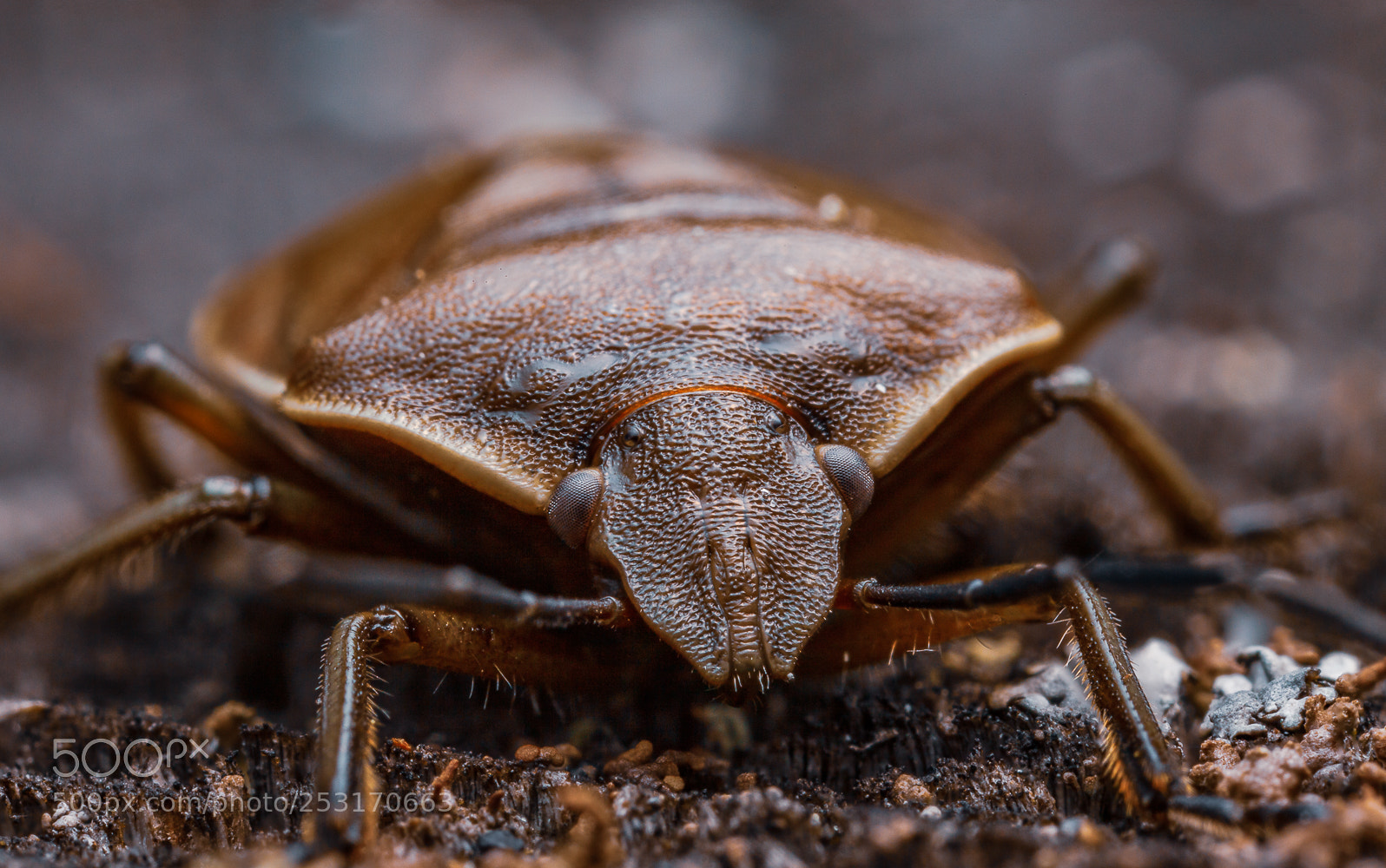 Canon EOS 5D Mark II sample photo. Shildbug photography