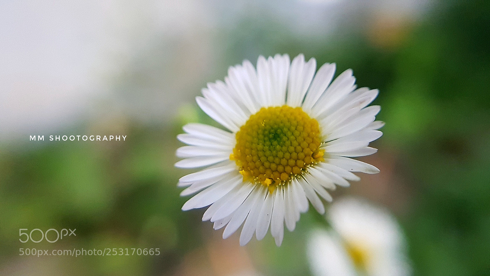Samsung Galaxy S8+ sample photo. Flower photography