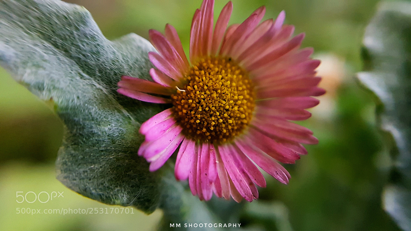Samsung Galaxy S8+ sample photo. Pink photography