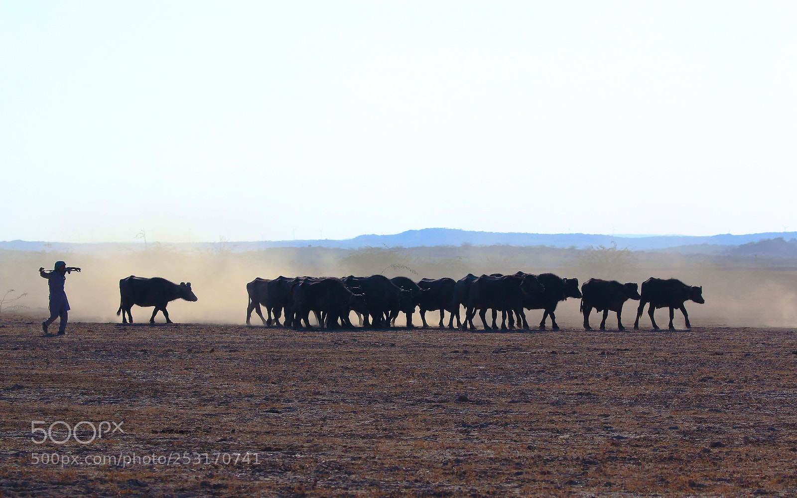 Canon EOS 70D sample photo. Cattleman's lifestyle photography