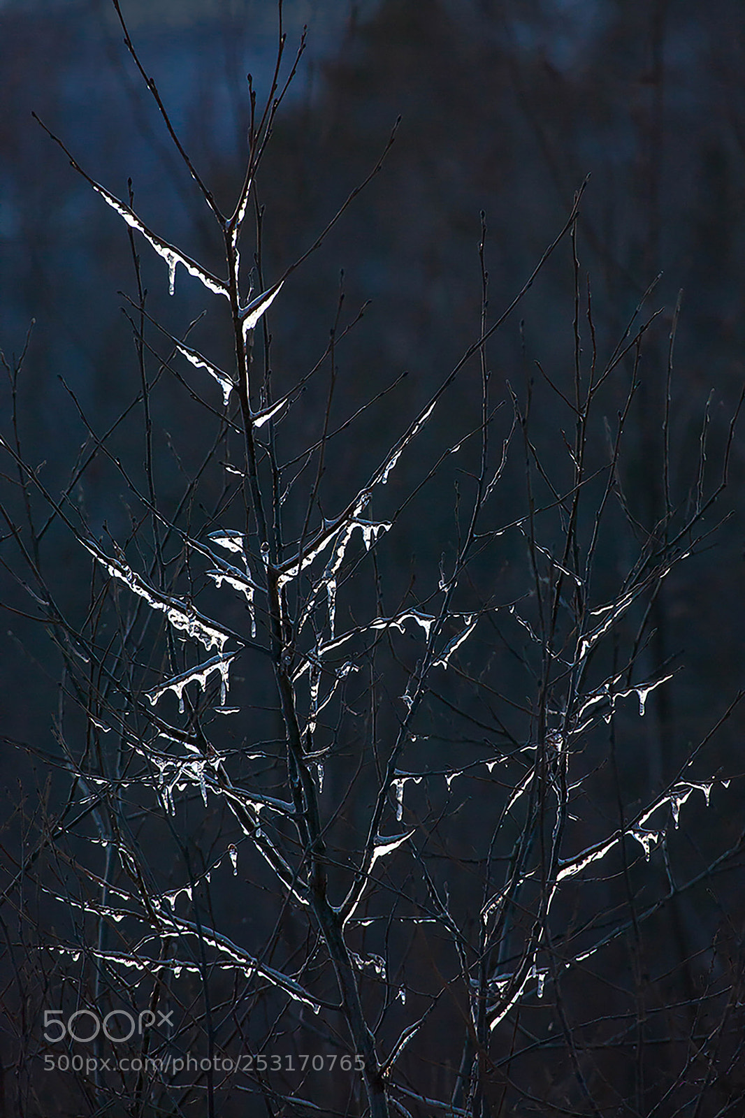 Canon EOS 5D Mark II sample photo. Ice tree photography