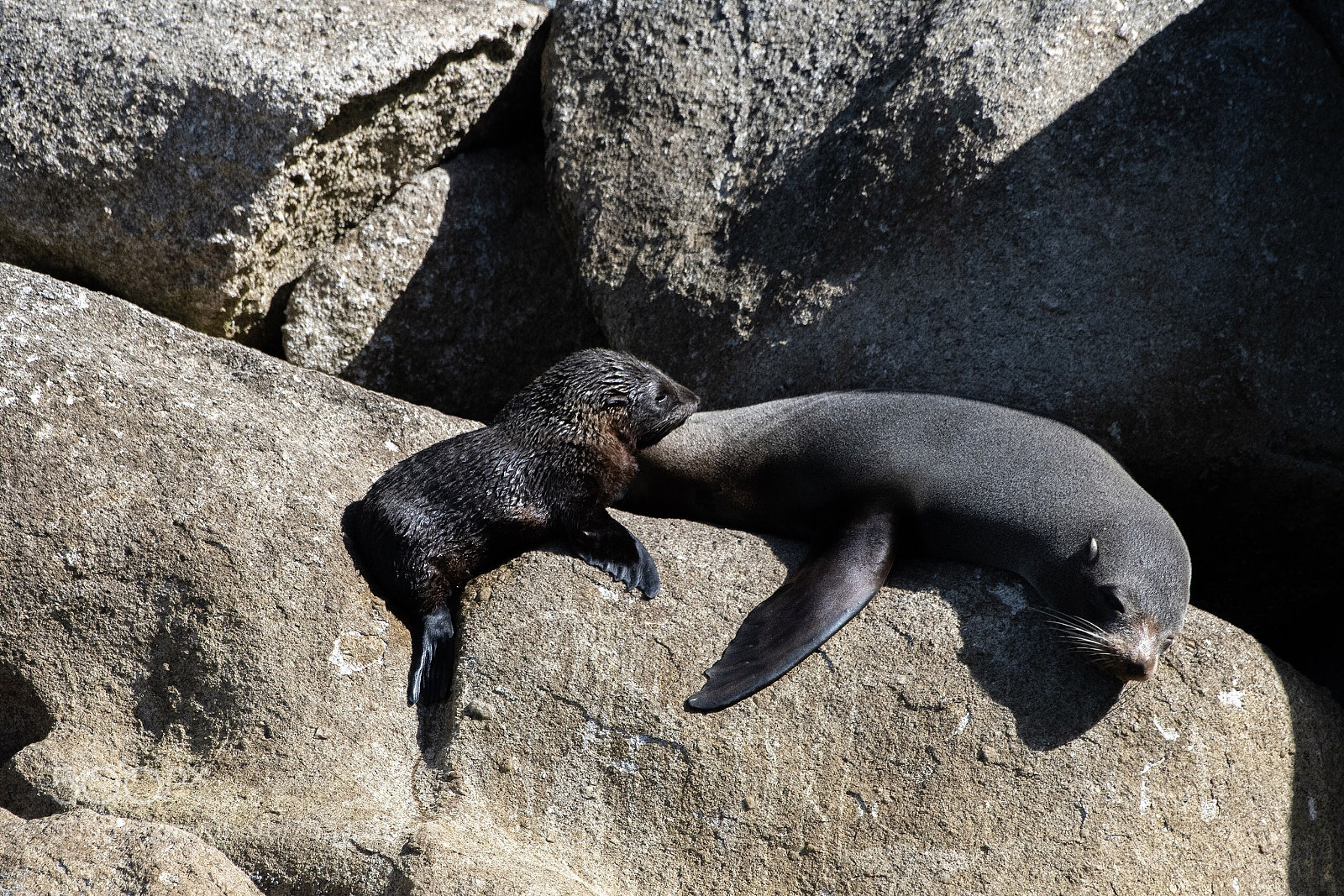 Nikon D500 sample photo. New zealand fur seal photography