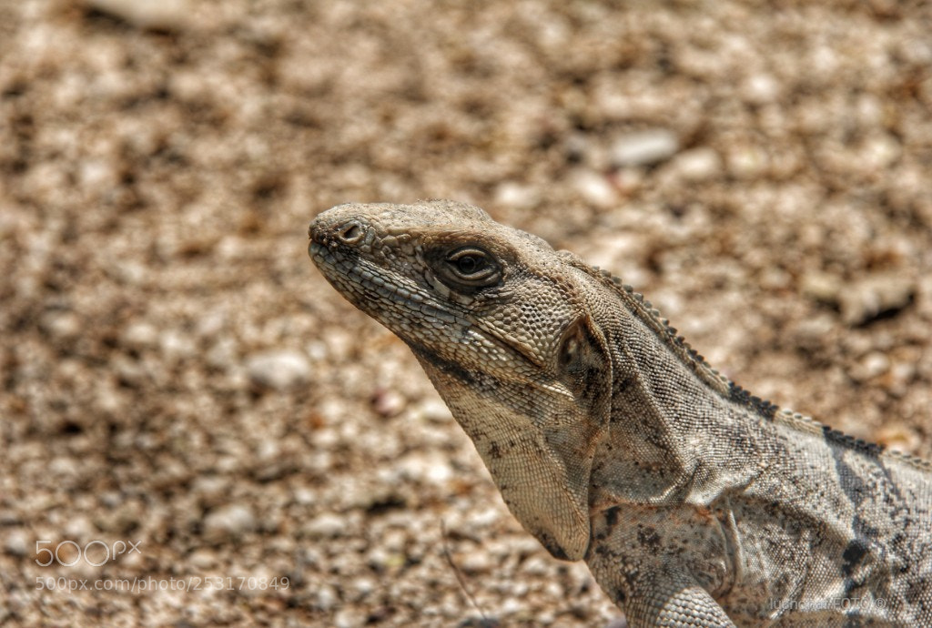 Canon EOS 60D sample photo. Iguana photography